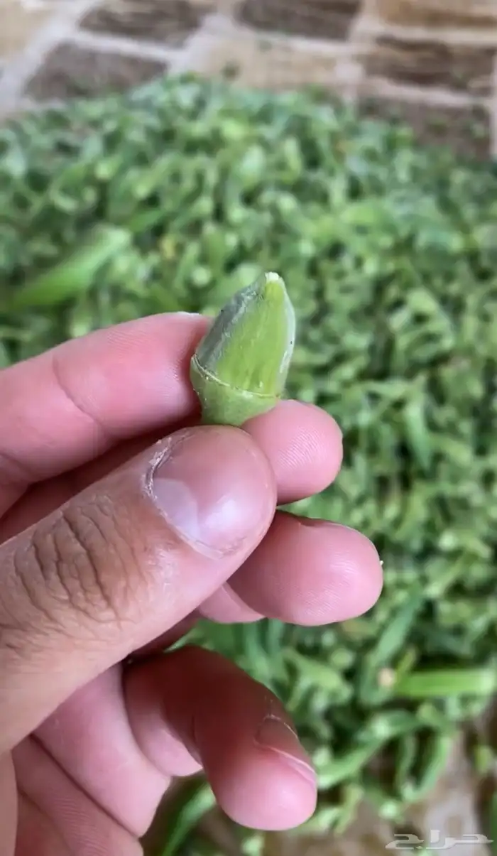 خضار مزارعنا 10