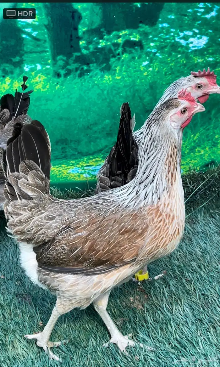 دجاج عربي ترثه .. شوكي 16