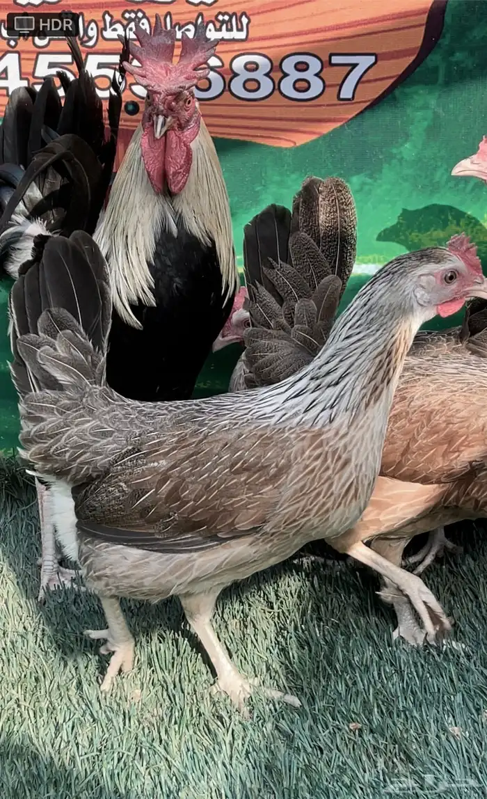 دجاج عربي ترثه .. شوكي 15