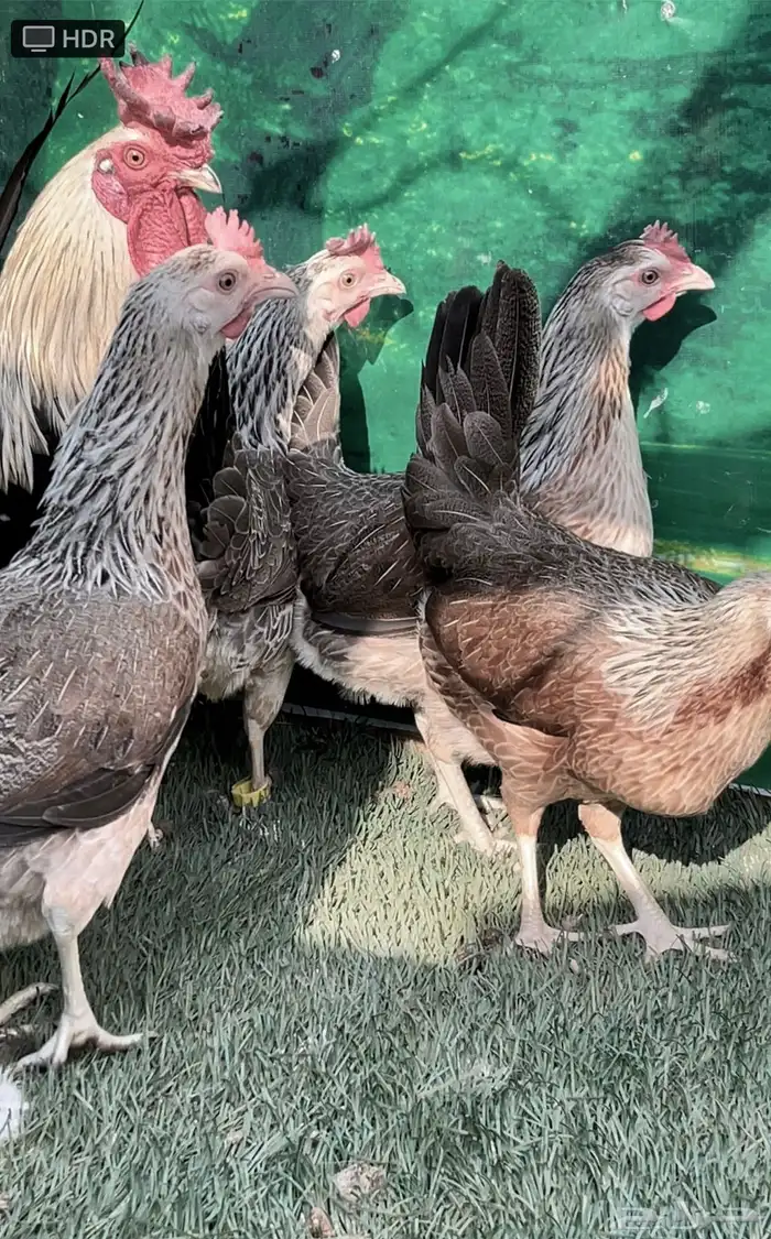 دجاج عربي ترثه .. شوكي 14