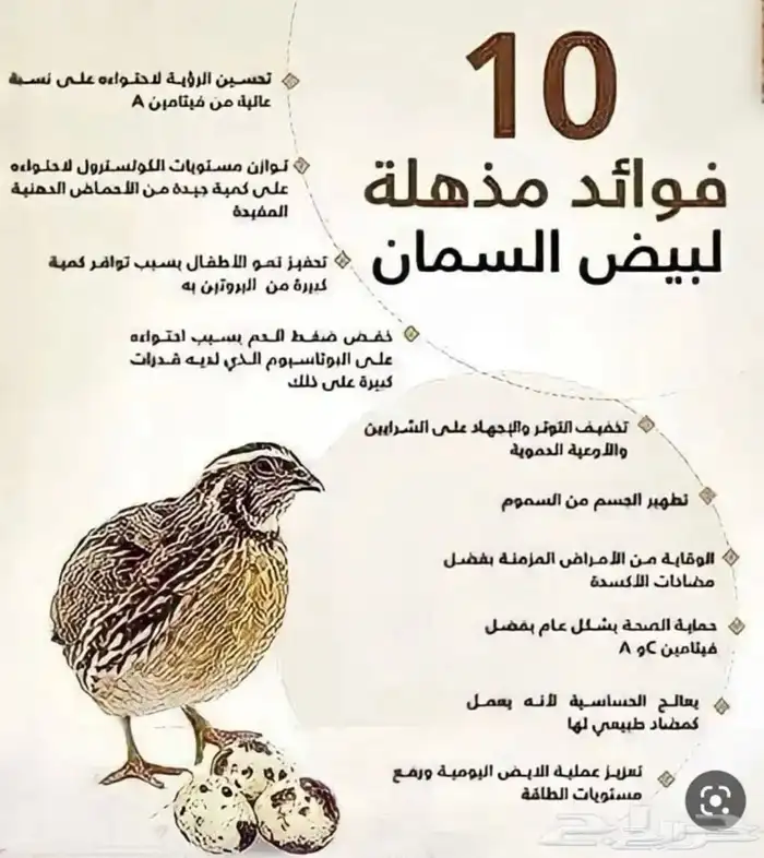 سمان وبيض جمله وتعاقد 4