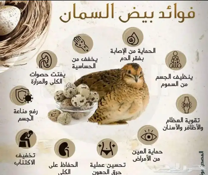 سمان وبيض جمله وتعاقد 3