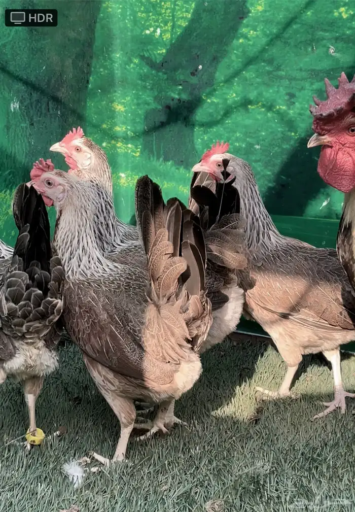 دجاج عربي ترثه .. شوكي 18