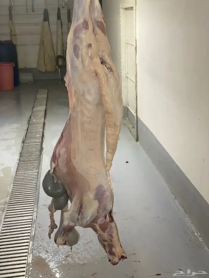 ذبائح سواكني تربيه 1