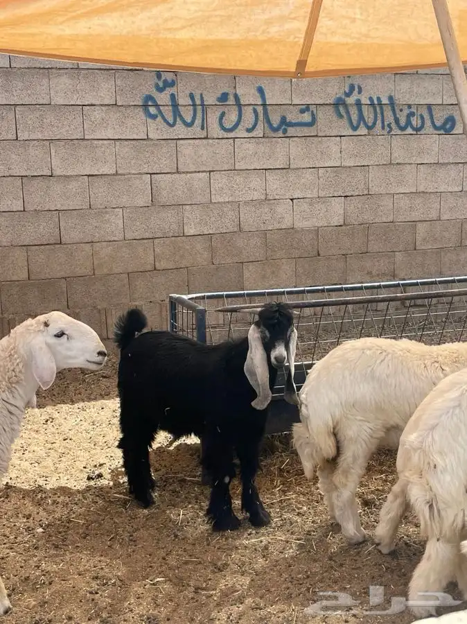 للبيع تيس عارضي 1