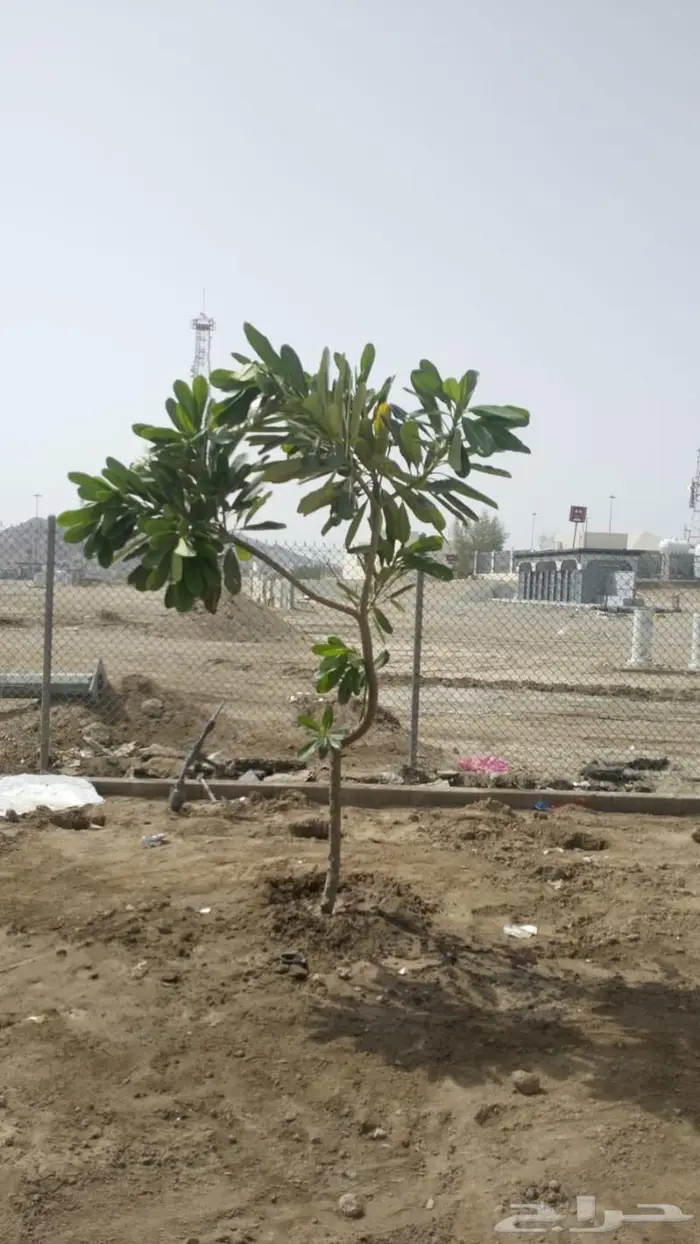 زراعة ورى وتشجير وشجيرات ونجيله 15