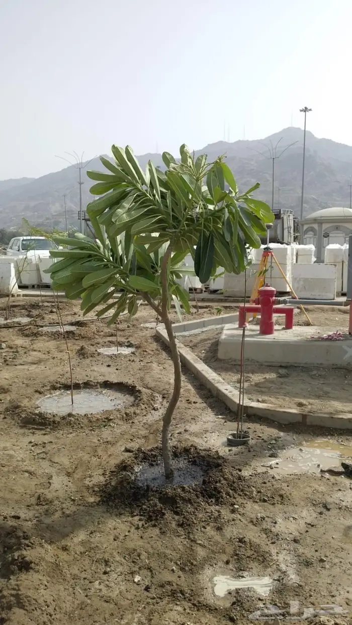 زراعة ورى وتشجير وشجيرات ونجيله 19