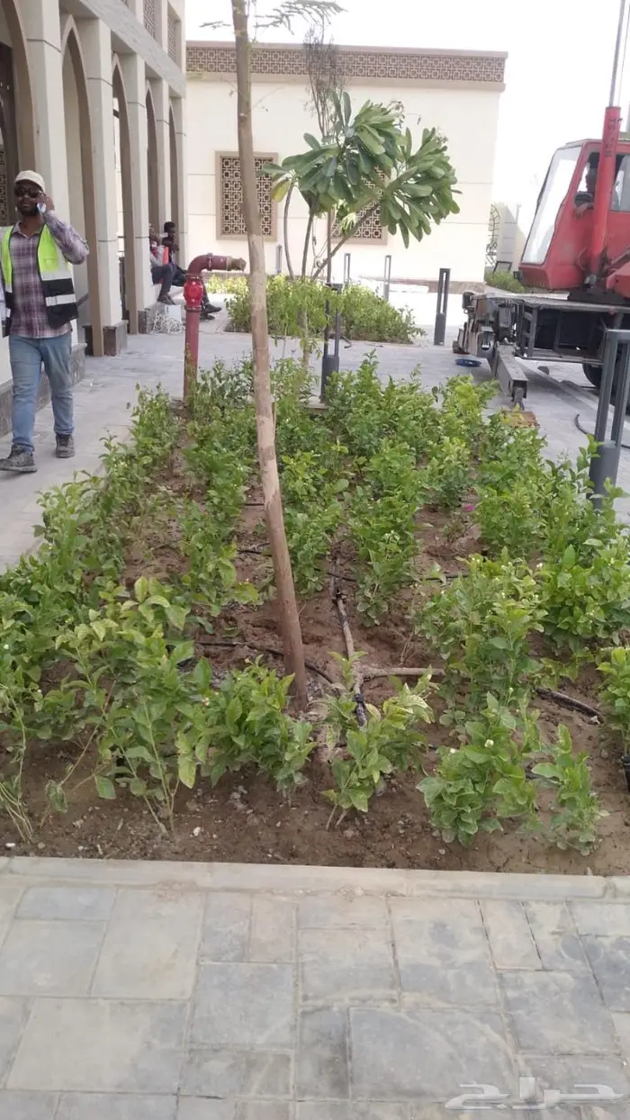 زراعة ورى وتشجير وشجيرات ونجيله 20