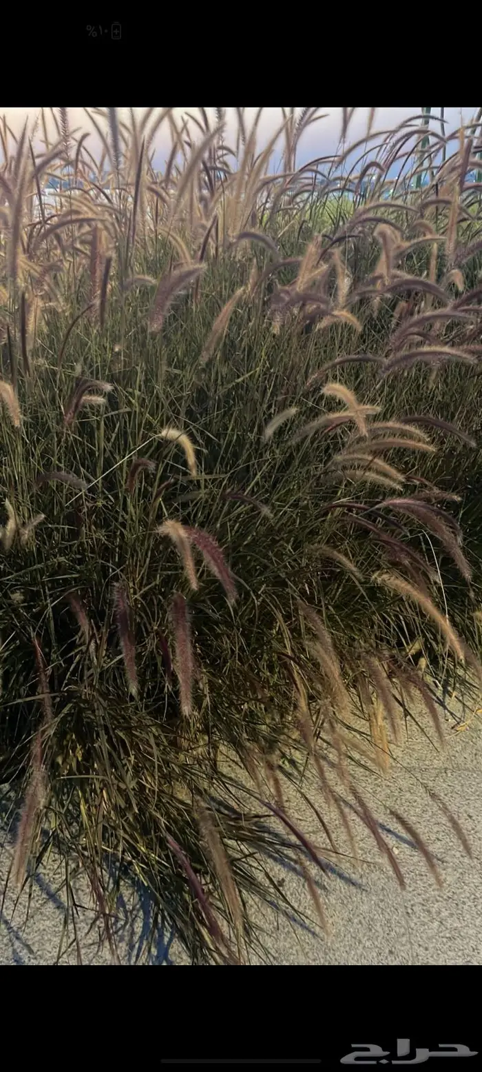 زراعة ورى وتشجير وشجيرات ونجيله 1