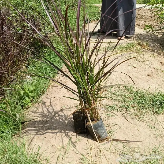 زراعة ورى وتشجير وشجيرات ونجيله 3