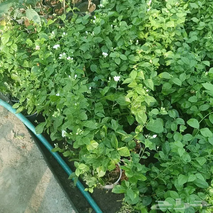 زراعة ورى وتشجير وشجيرات ونجيله 0