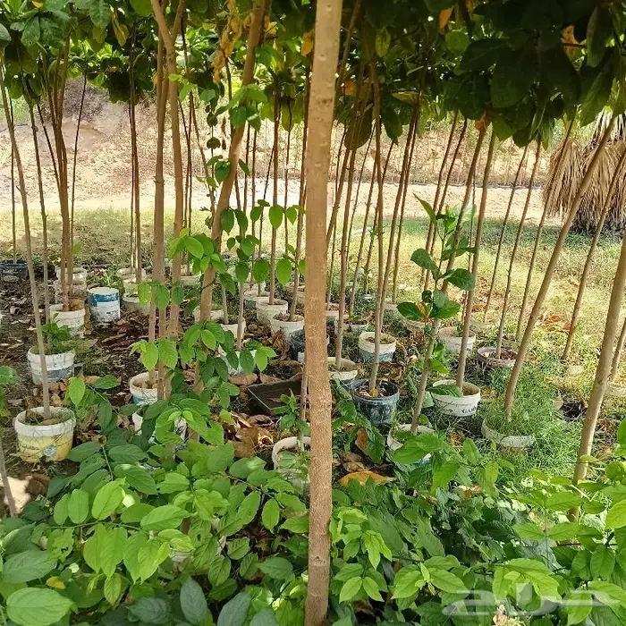 زراعة ورى وتشجير وشجيرات ونجيله 4