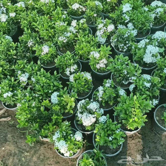 زراعة ورى وتشجير وشجيرات ونجيله 6