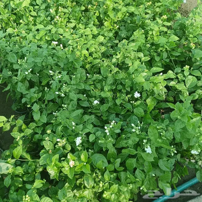 زراعة ورى وتشجير وشجيرات ونجيله 10