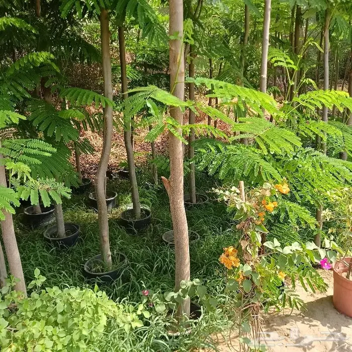 زراعة ورى وتشجير وشجيرات ونجيله 12