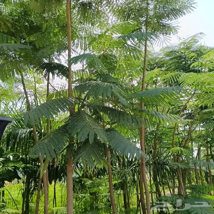 زراعة ورى وتشجير وشجيرات ونجيله 11