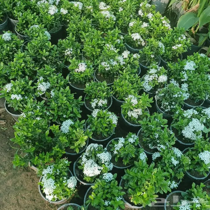زراعة ورى وتشجير وشجيرات ونجيله 14