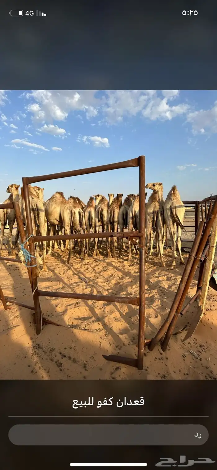 للبيع القعدان الكفو للمبادي وزواجات 3