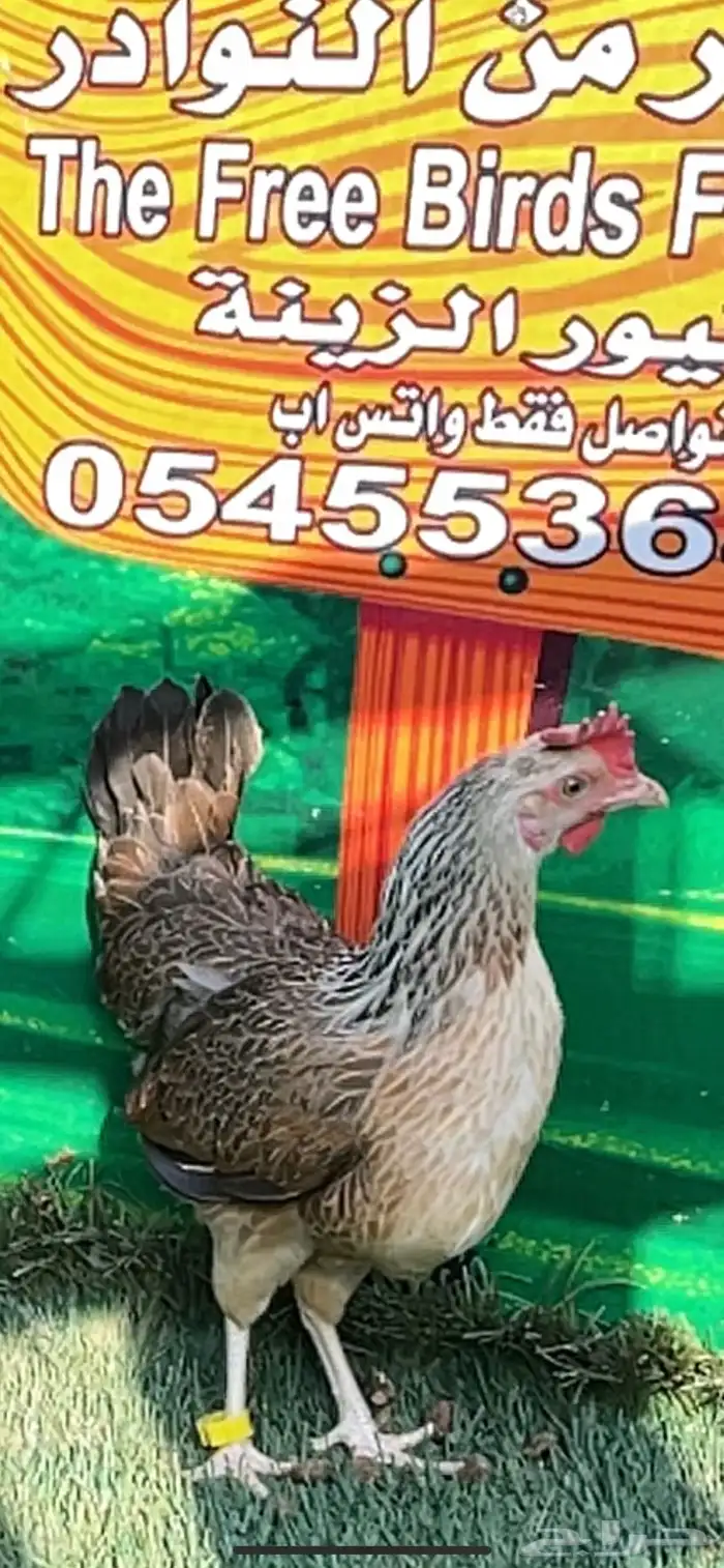 دجاج عربي ترثه .. شوكي 10