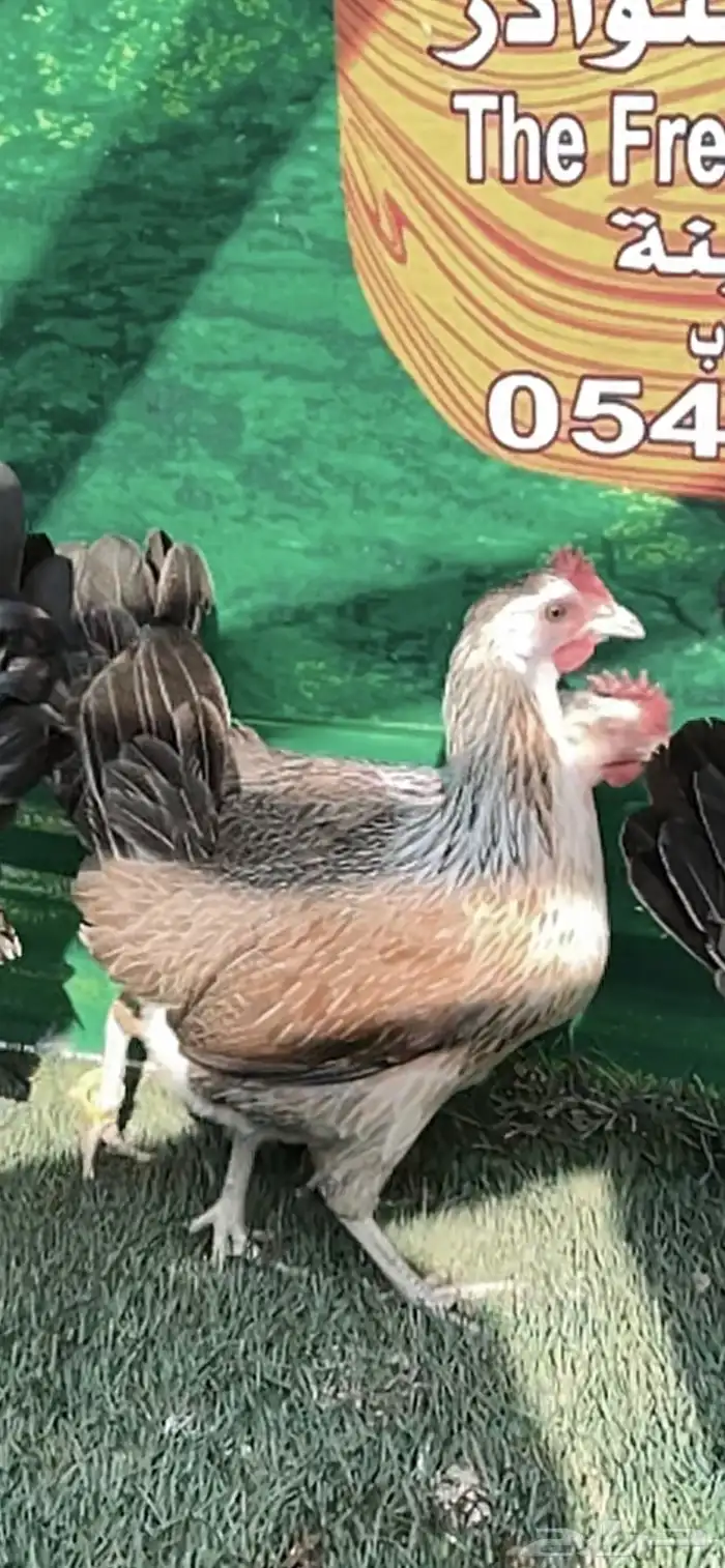 دجاج عربي ترثه .. شوكي 6