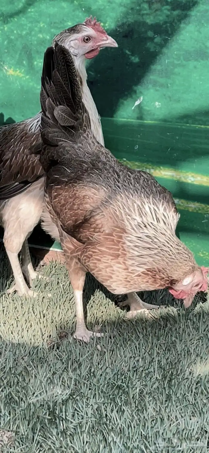 دجاج عربي ترثه .. شوكي 13