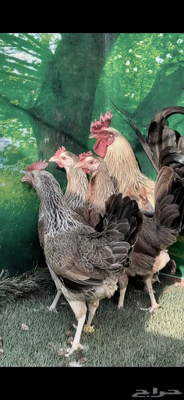 دجاج عربي ترثه .. شوكي 12