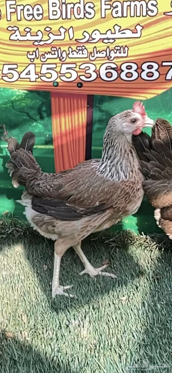 دجاج عربي ترثه .. شوكي 1