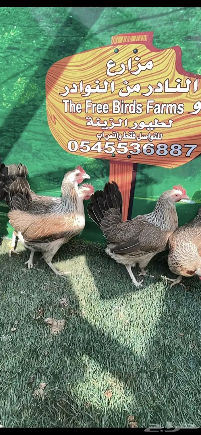 دجاج عربي ترثه .. شوكي 5