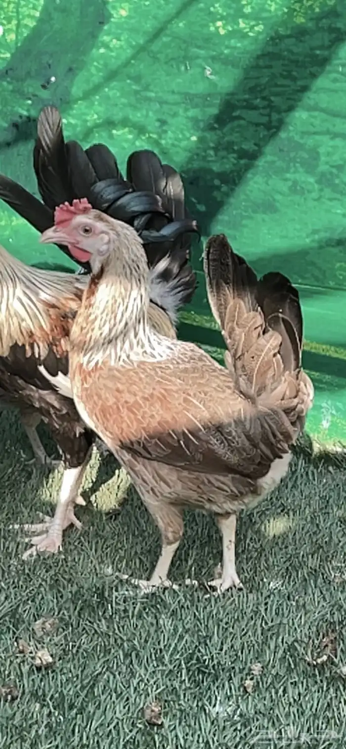 دجاج عربي ترثه .. شوكي 9