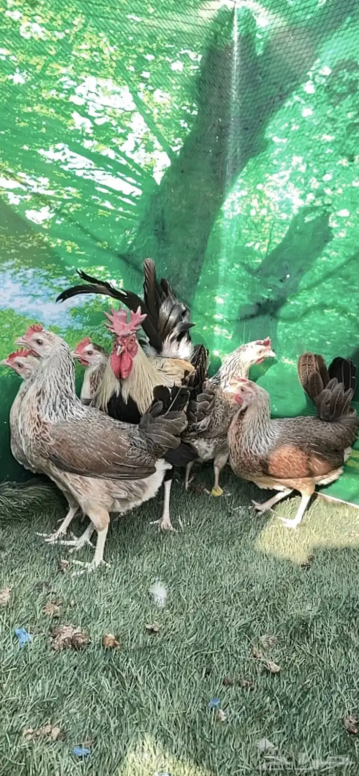 دجاج عربي ترثه .. شوكي 0