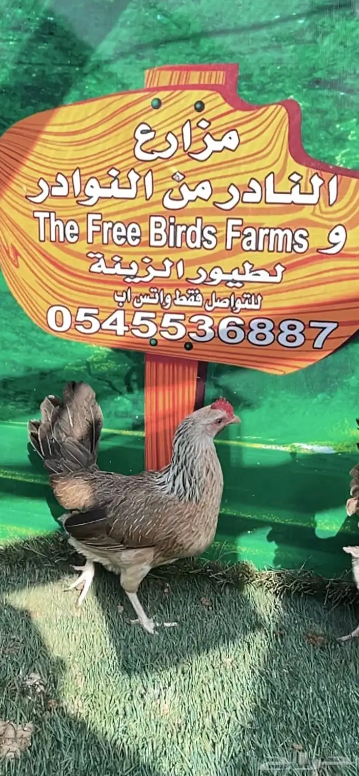 دجاج عربي ترثه .. شوكي 4