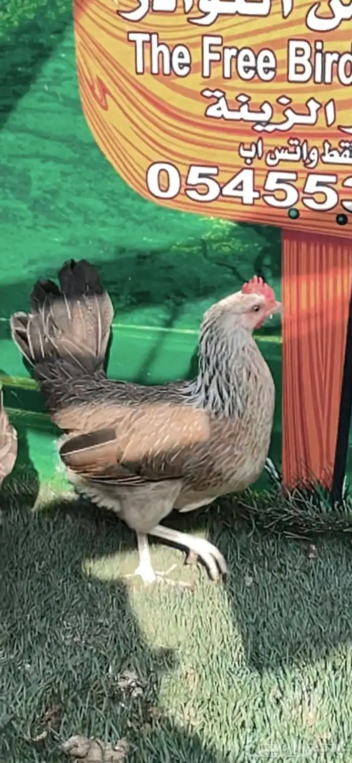 دجاج عربي ترثه .. شوكي 3