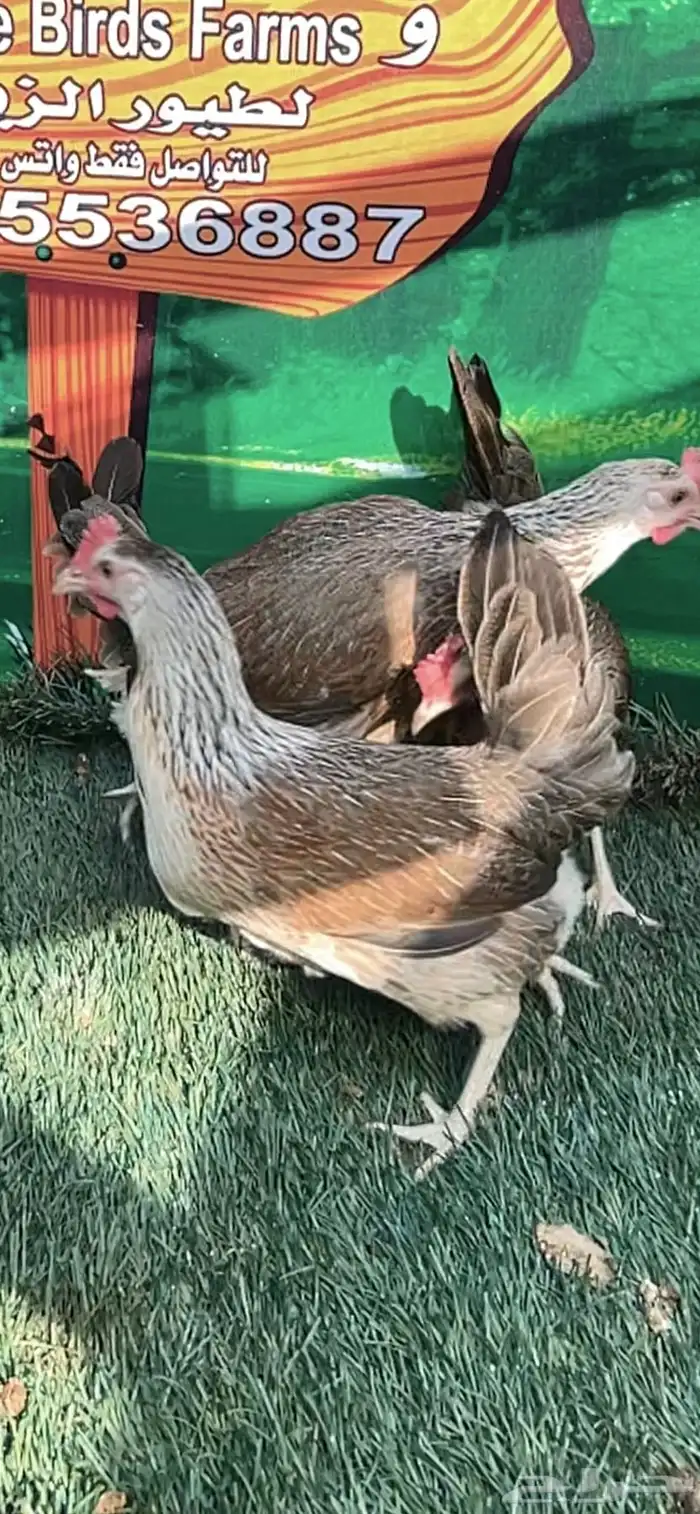 دجاج عربي ترثه .. شوكي 2