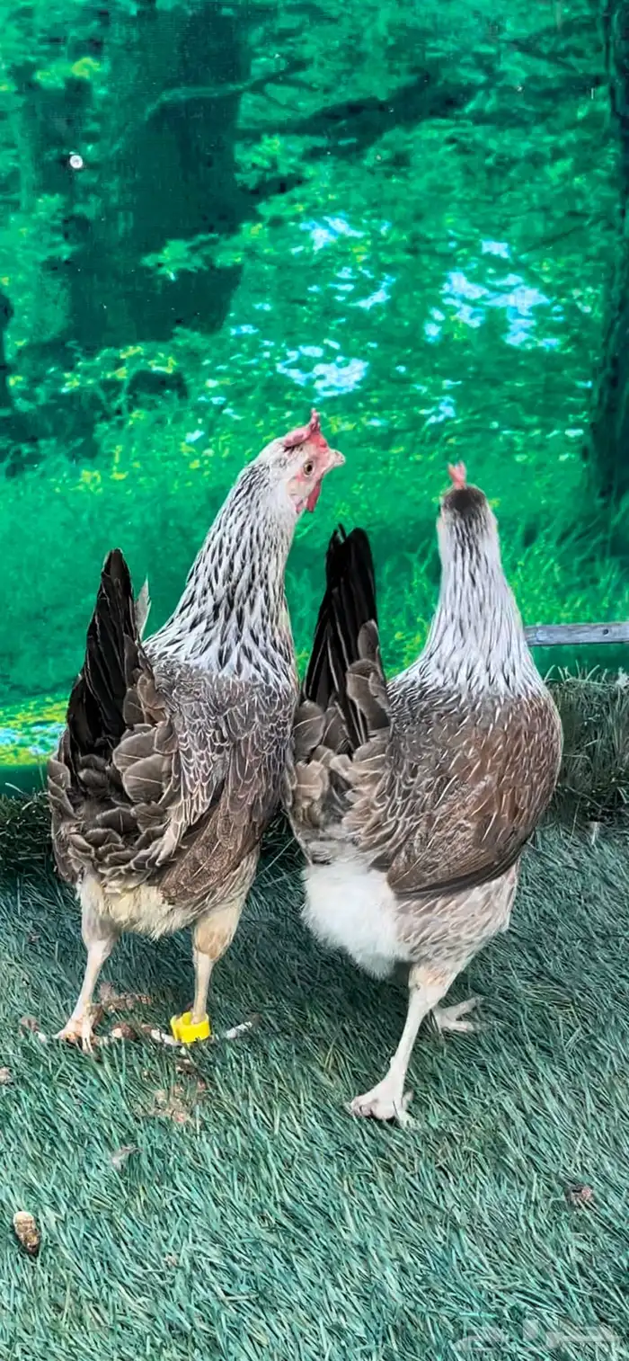 دجاج عربي ترثه .. شوكي 17