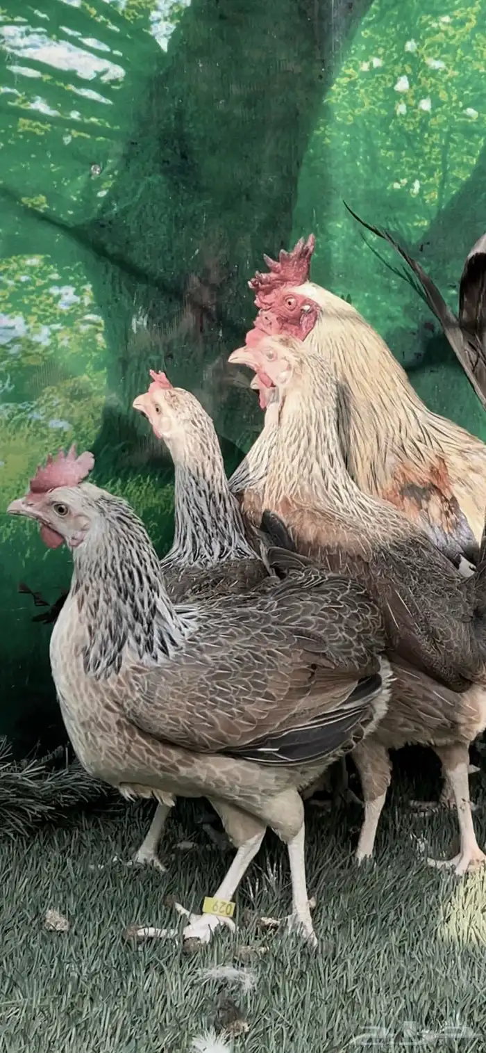 دجاج عربي ترثه .. شوكي 11