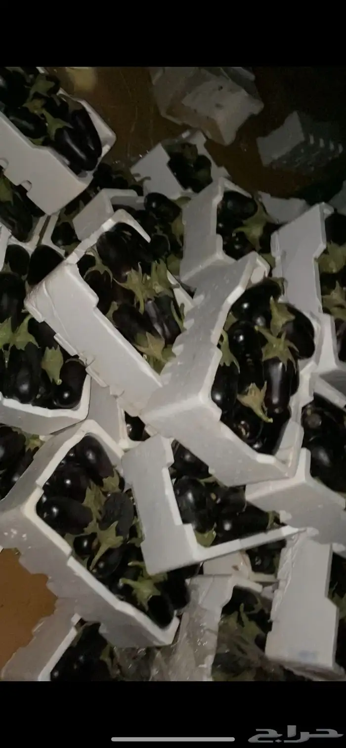 خضار مزارعنا 8