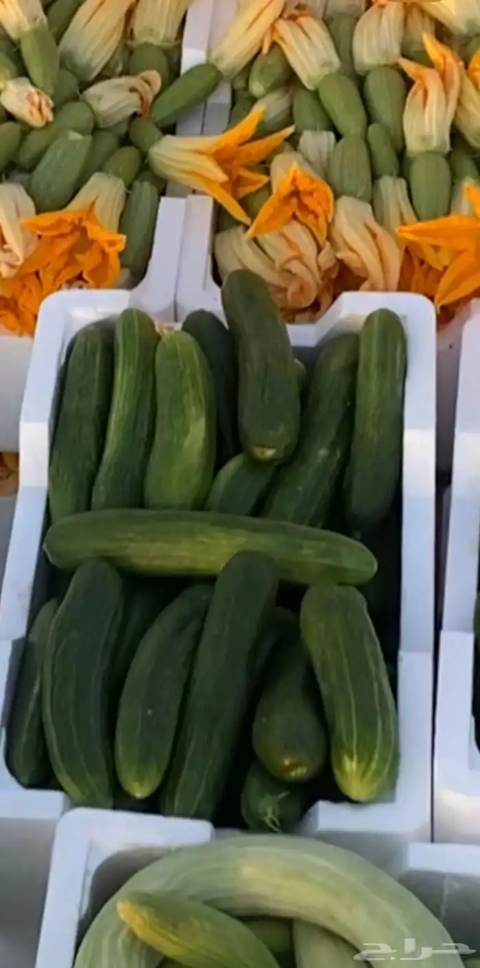 خضار مزارعنا 13