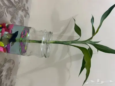 سمك فايتر عرض مع التنسيق45 اللي يبغى الزين يدخل 4
