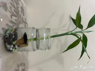 سمك فايتر عرض مع التنسيق45 اللي يبغى الزين يدخل 0