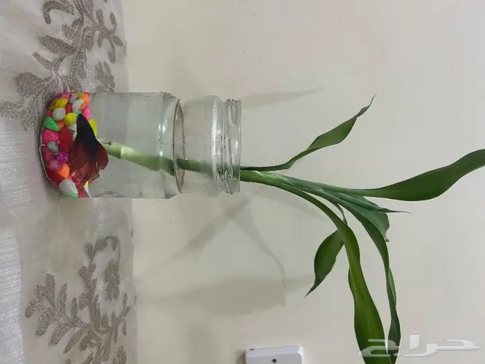 سمك فايتر عرض مع التنسيق45 اللي يبغى الزين يدخل 14
