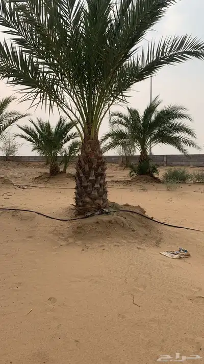 نخل للبيع 1