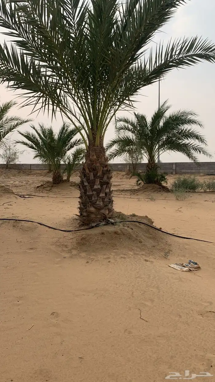 نخل للبيع 1