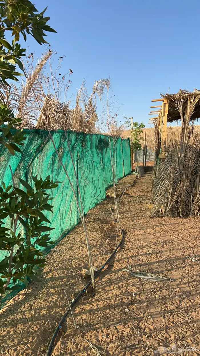 دجاج بلدي بياض 4