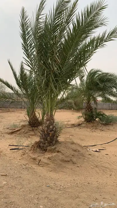نخل للبيع 0