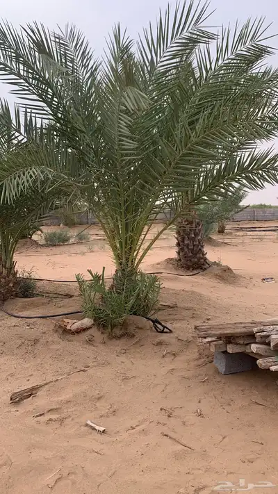نخل للبيع 2