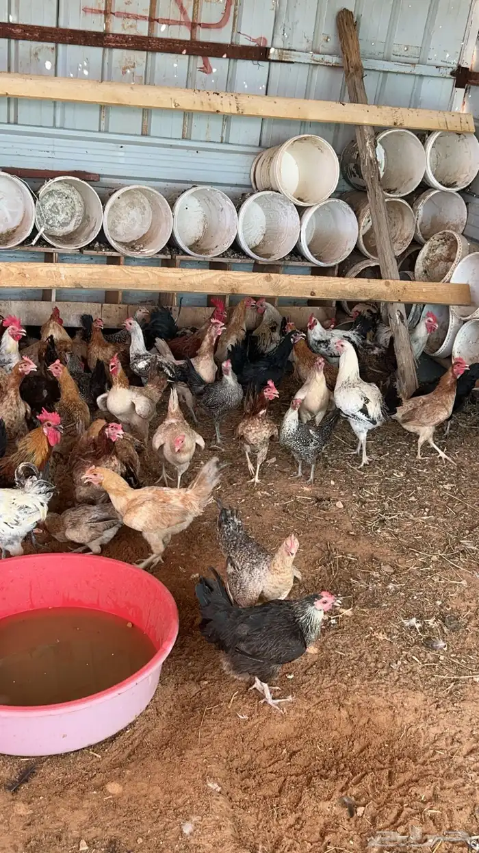 دجاج بلدي بياض 1