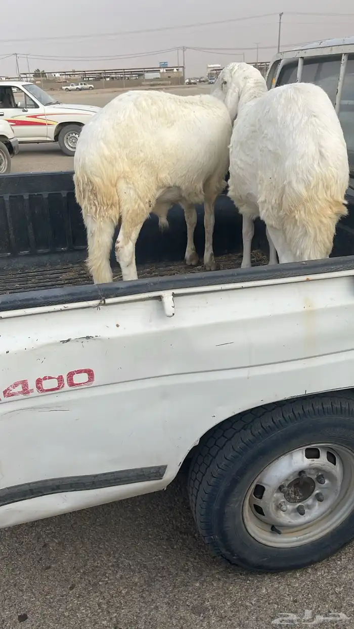 ذبايح حري ونعيمي وتيوس 7