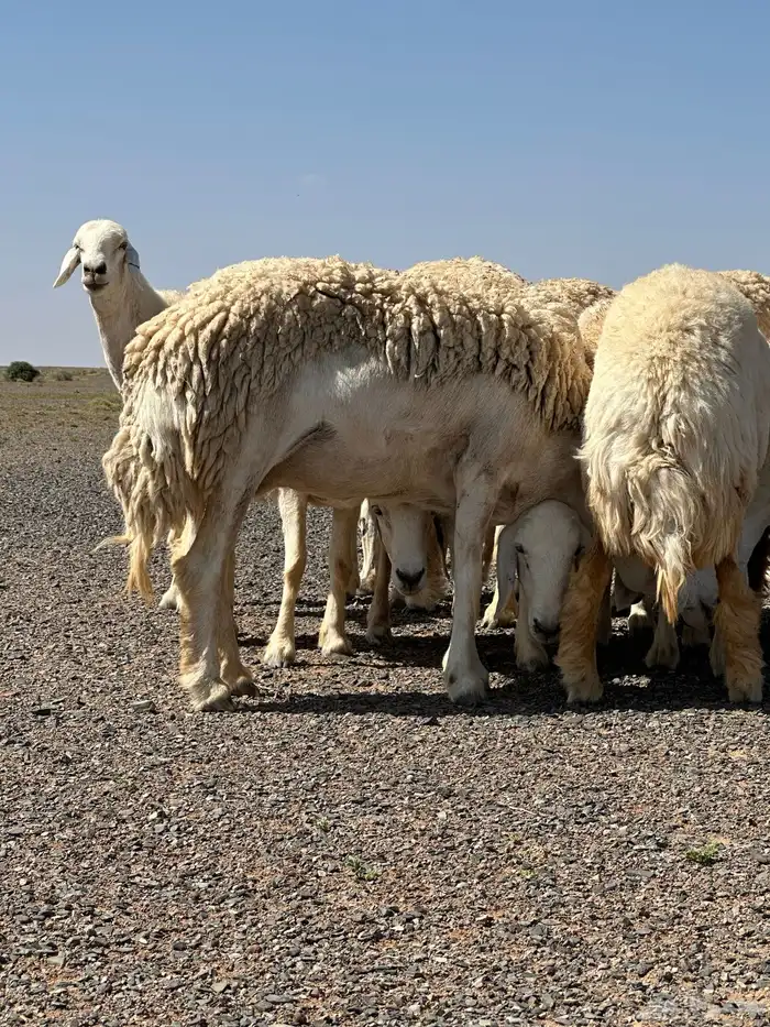 مراح ابو بدر لبيع مشاريع فحول الصنف 3