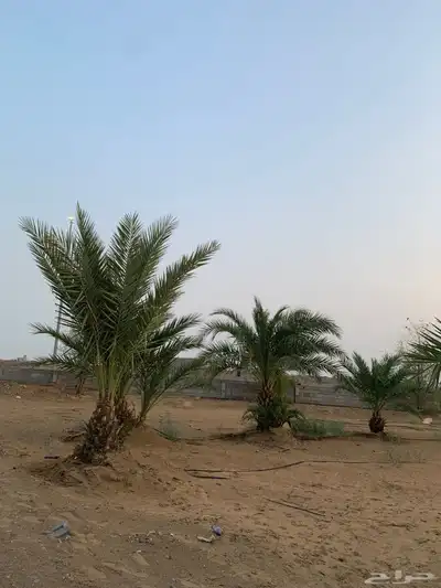 نخل للبيع 4