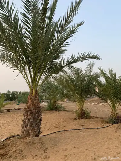 نخل للبيع 3